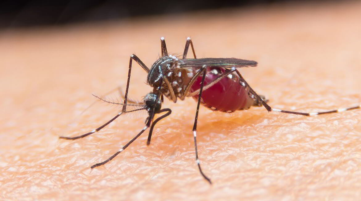 a mosquito that can transmit malaria
